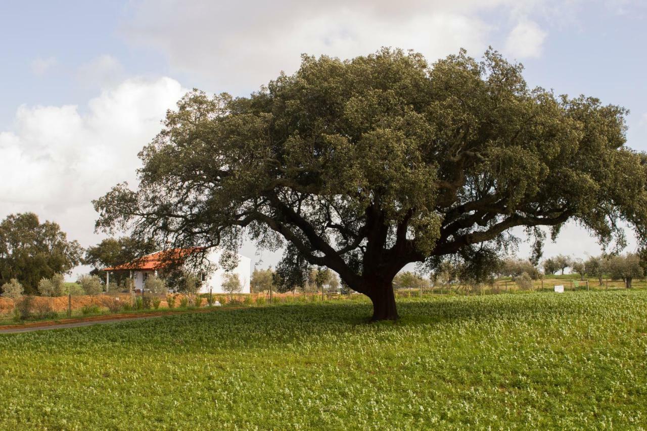 Monte Quinta Verde Ferreira Do Alentejo Eksteriør billede