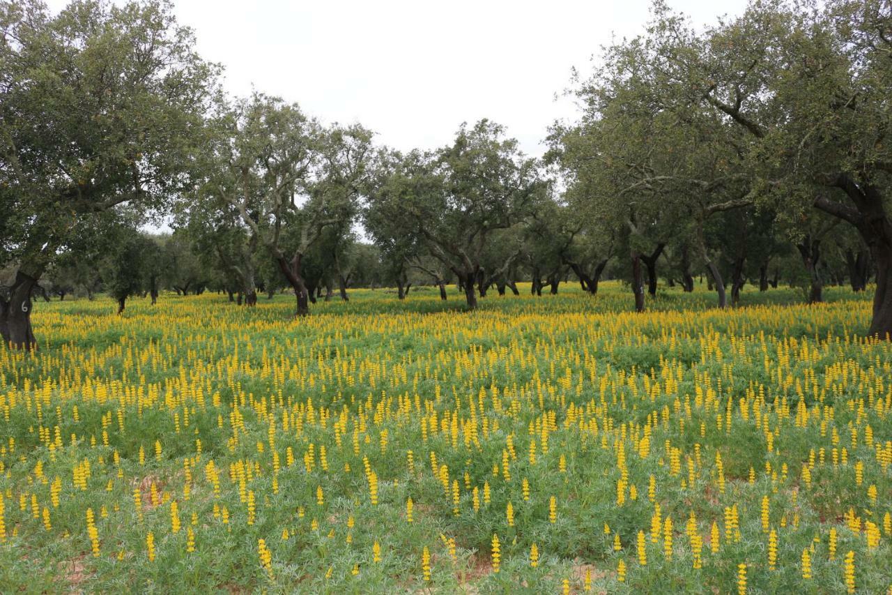 Monte Quinta Verde Ferreira Do Alentejo Eksteriør billede